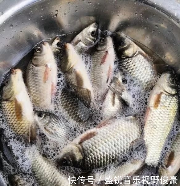 饵料|钓鲫鱼不能补窝？一补窝就停口？你用错了方法！