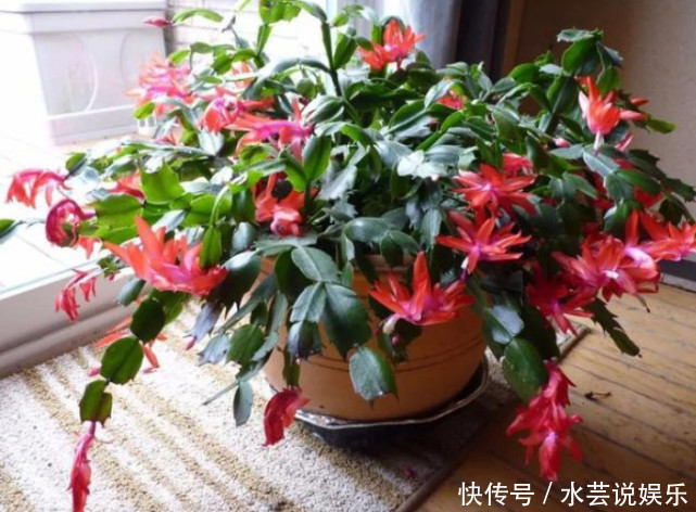 花朵|“5种”超级好养的花,随便养都爆盆,全年开花不断,越养越喜欢