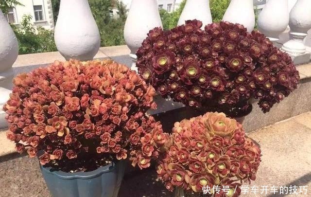 砍刀|多肉法师想“爆头”不用砍刀,3个方法不露痕迹,变成“伪老桩”!