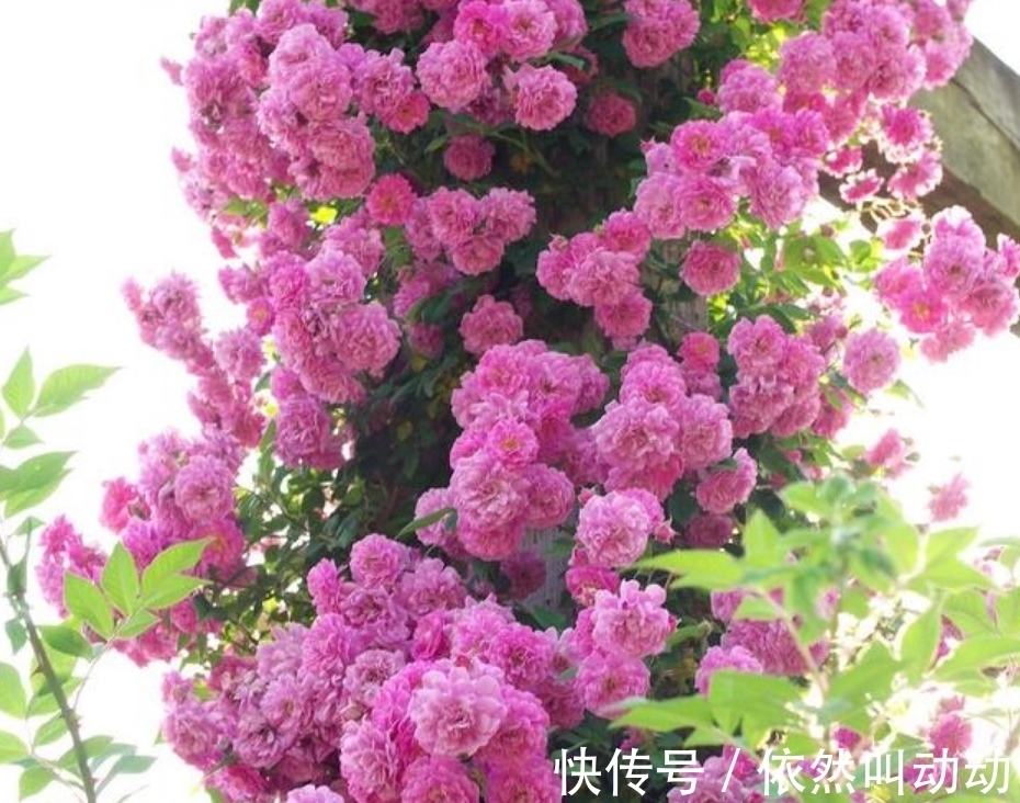 4种花养了就爆盆,好养易活开花漂亮,开花爆盆很容易