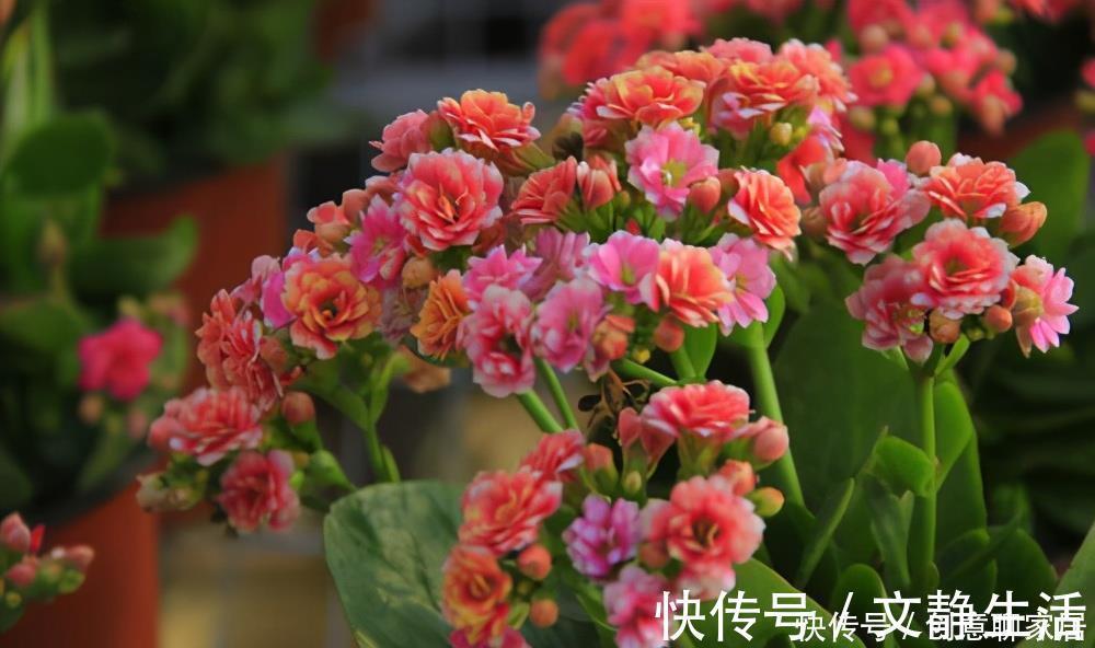 长寿花为什么不开花？先不要放弃，可能是花期推迟了