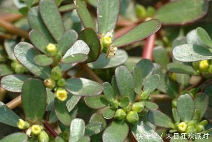 不论男女,过了40岁,3种野菜经常吃,补充营养,提高免疫力