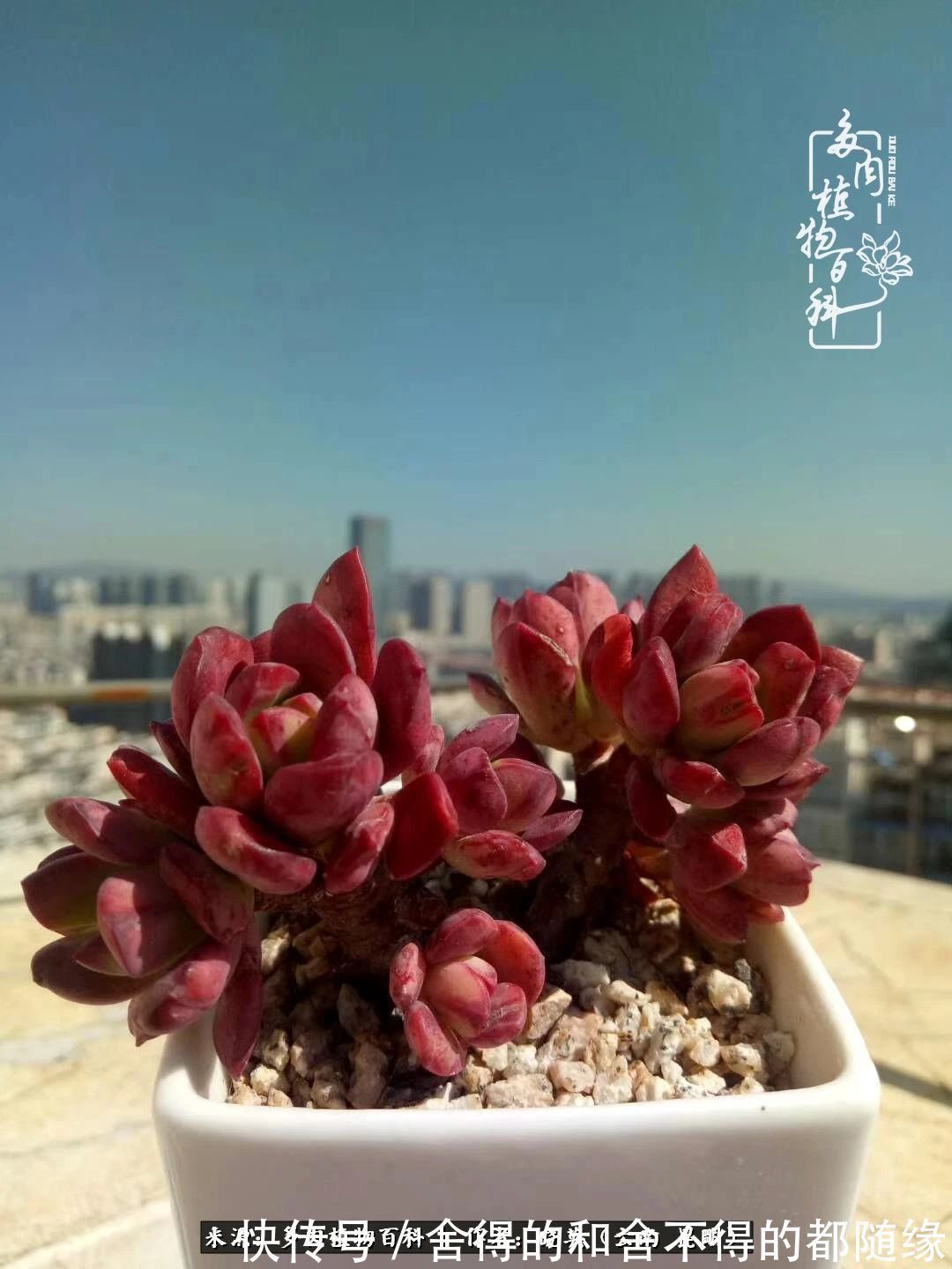 生活的本质就是爱,喜悦,和平!养多肉的快乐是金钱买不到的!
