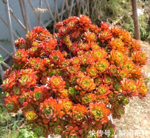 小老桩|想要多肉蒂亚红彤彤?3个要点要谨记,轻松爆盆养成小老桩