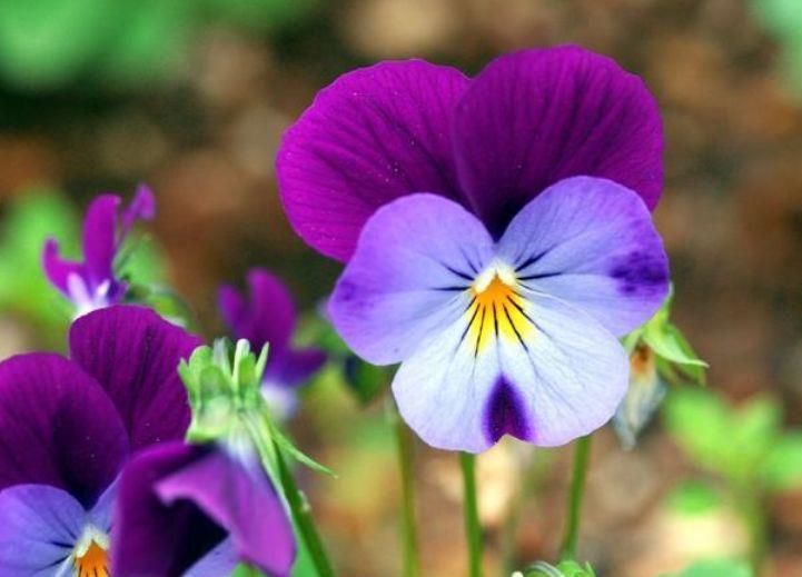 几种花卉超好养,花大色艳胜玫瑰,沾点水就疯长,开花勤还爱爆盆