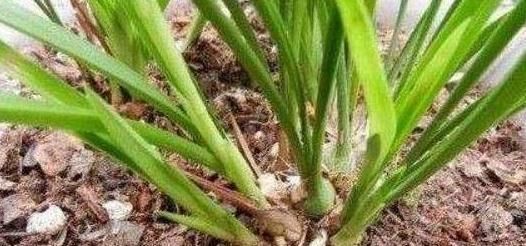 这些“硬”东西埋在花盆里,从不烂根,越养越旺盛