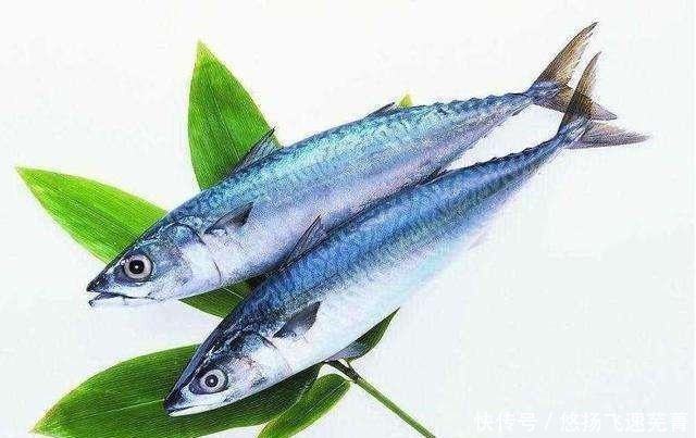 厚实|肉质厚实、肥嫩,有弹性,刺少,味道鲜美,带你做美味鲅鱼!