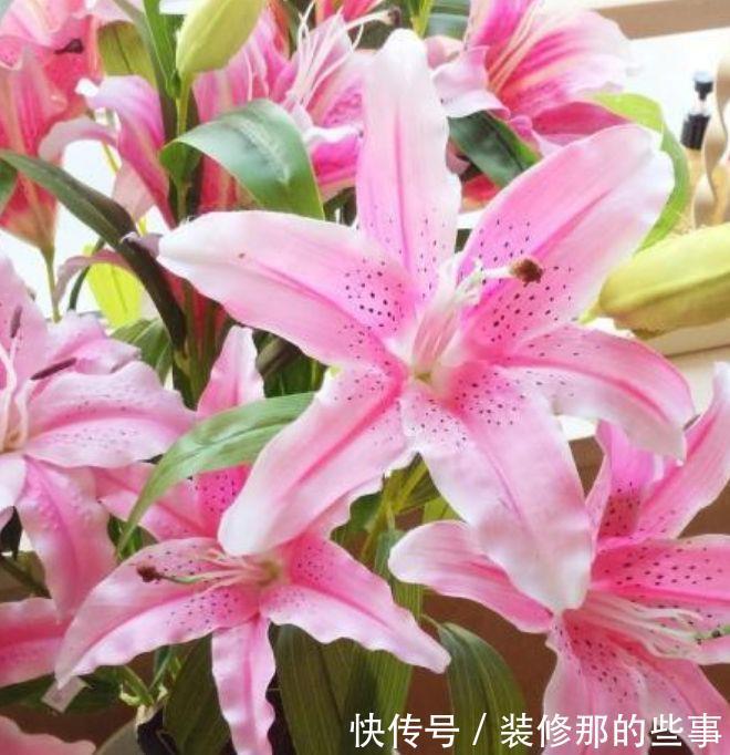 几款花卉,花艳易爆盆,花朵娇艳花期长,开花耀眼