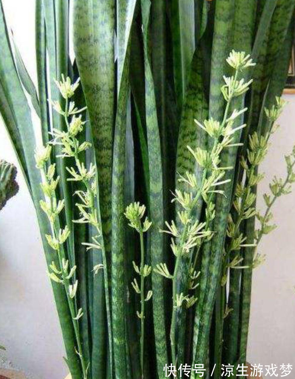 三种花浇水过多烂根了怎么办，这样养，新根早萌发，恢复长势快