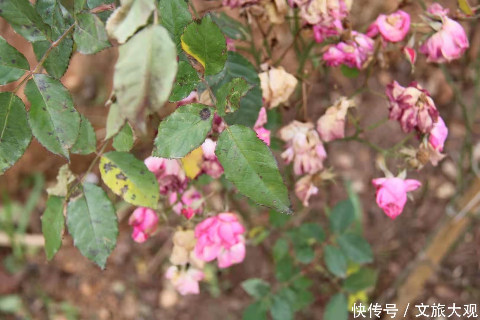 昆明冬日看花