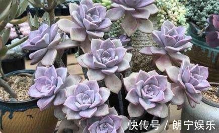 多肉|此款多肉植物,好养又贵气,易爆头长成小老桩,养花大神都爱养!