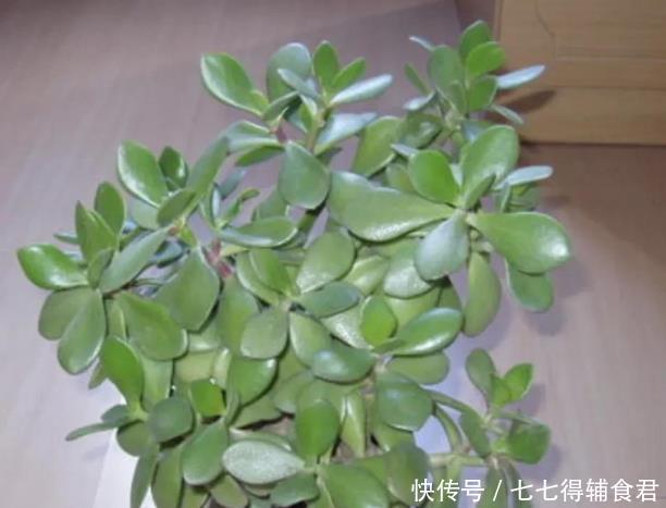 生长快速的9种多肉,春天就养这些肉肉了,一年半载就能养爆盆