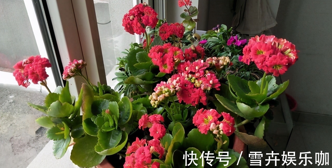 天热需要“睡觉”的四种花,“断粮”少水的穷养,长得更好