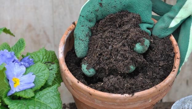 遍寻不到“酸性土”的情况下，该怎么让养花土从碱性变酸性？