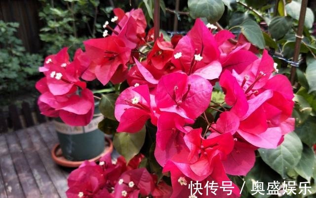 满枝|养盆栽三角梅,这“1点”不能少,才能花满枝,连续不断的开花