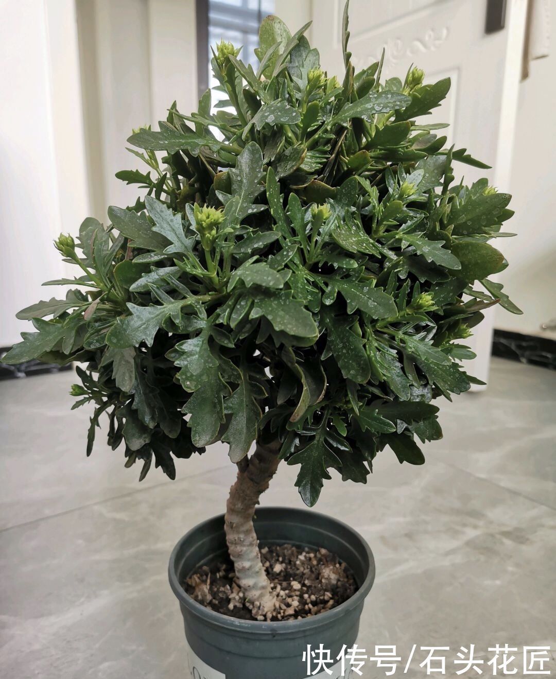 枝条|养了5年的长寿花“老桩”快开花了，总结4点经验，对你有用