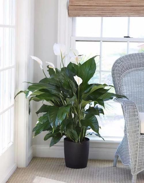 角落|17种适合生长在弱光处的室内植物,可以摆放在家里的任何角落