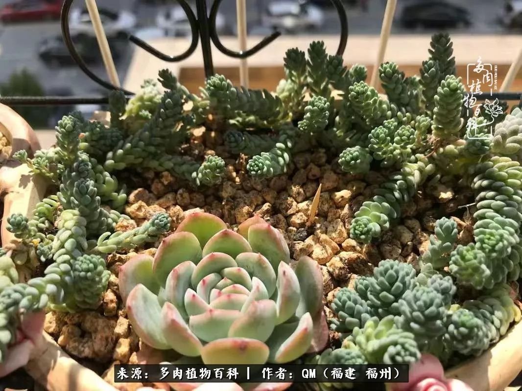 寒山转苍翠,秋水日潺湲——多肉未央,睹物思人!