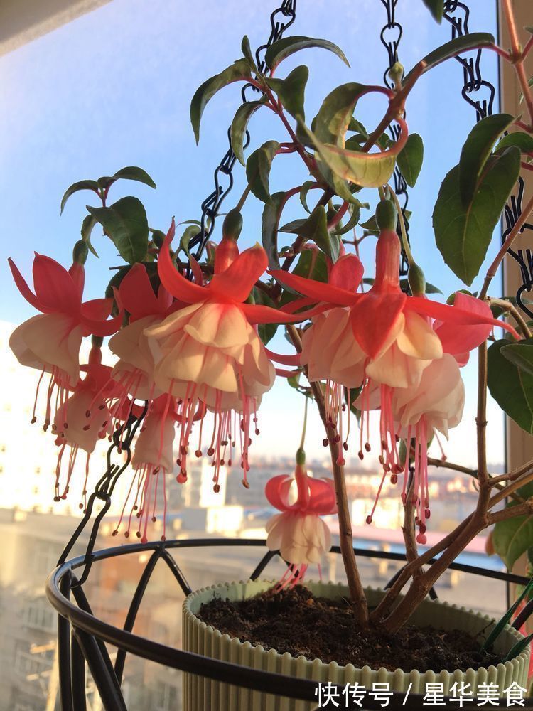 清新脱俗|养花就养个花期长的，花大色艳，清新脱俗，懒人最爱