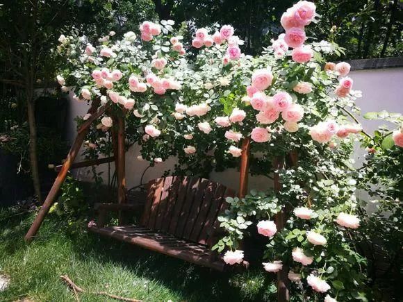 3种爬藤花是“开花大王”，阳台养几盆，半年成花墙！