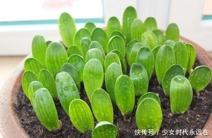 蹭蹭|为什么君子兰长的慢？掌握这几点，君子兰蹭蹭往上长！