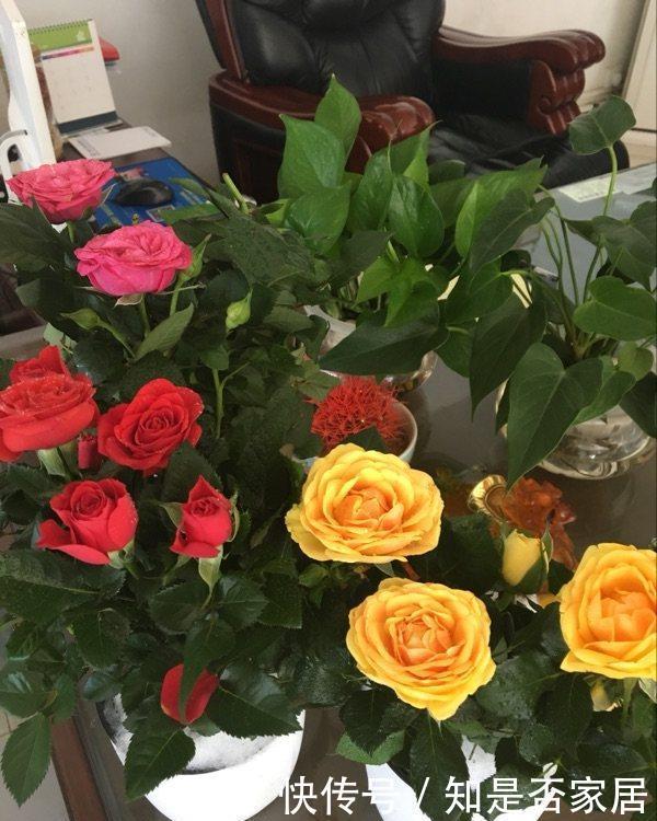 室内观赏花|五种适合秋天养的盆栽花,春节期间开花,漂亮又喜庆,年年有花赏