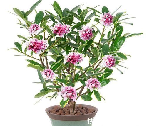 养了几十盆花，香味纯正、花开娇艳的就六种，一起见识一下吧