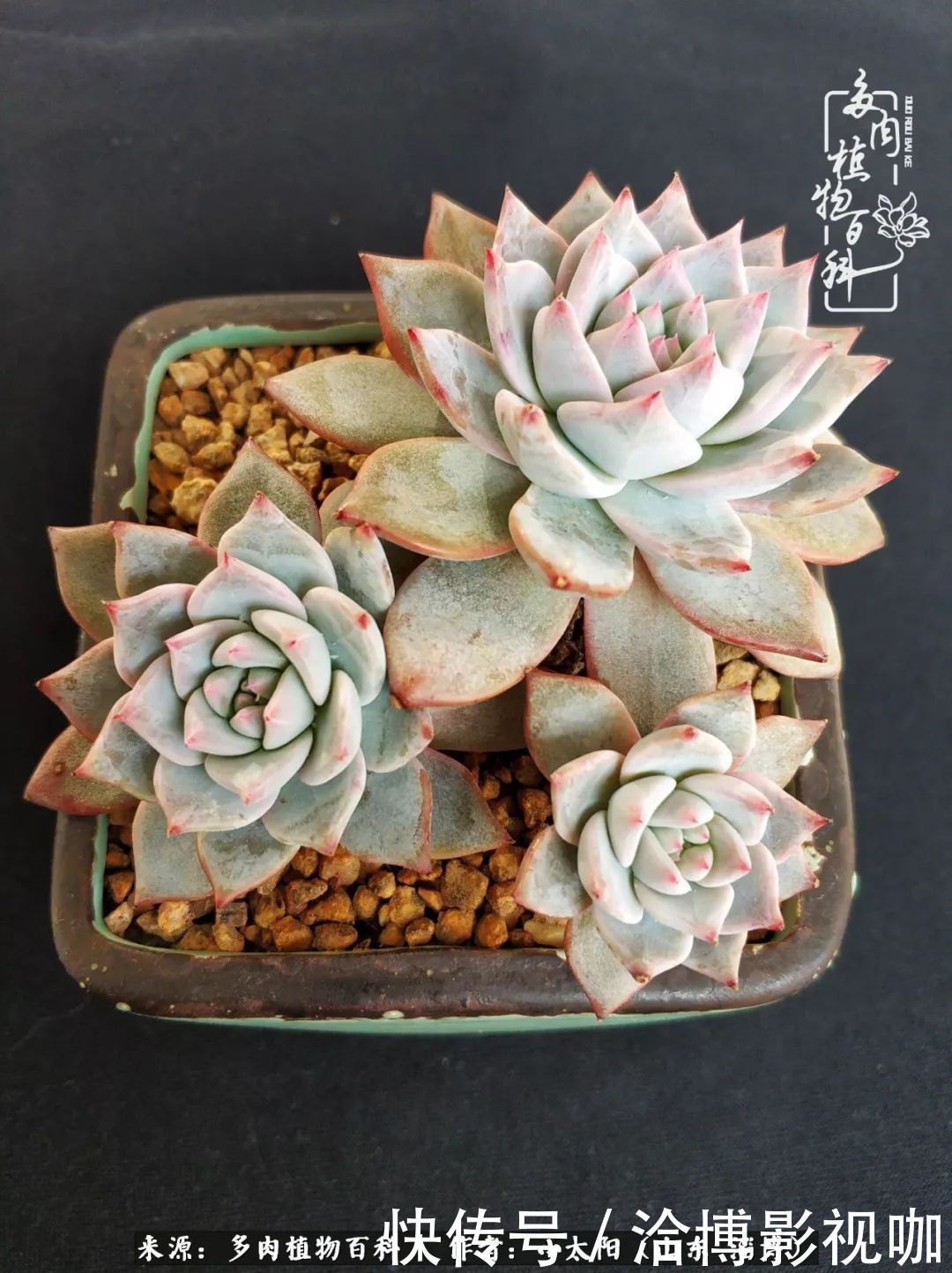 小苗|脱坑一年,最后发现自己生活里始终离不开多肉!