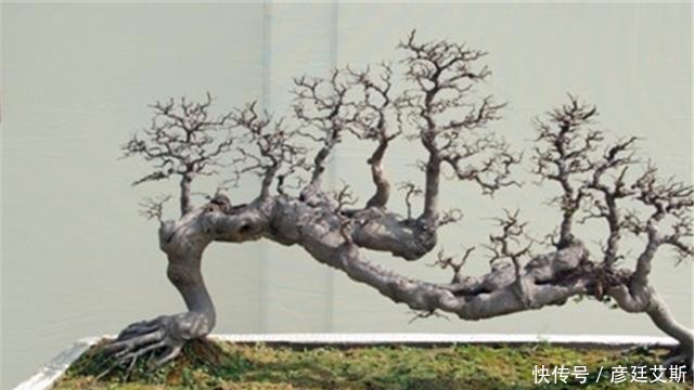 树桩|盆景盆树出现了老化,要及时处理避免树桩死亡,方法一分钟看完