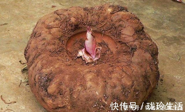 魔芋豆腐|全株有毒，却在我国种植超3千年，1元一斤，出口国外成高端食材