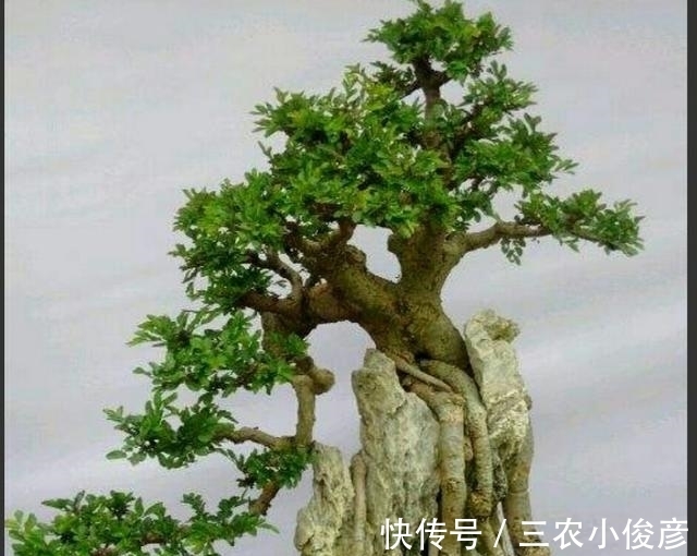 软石|怎样才能制作出更加自然的附石盆景?