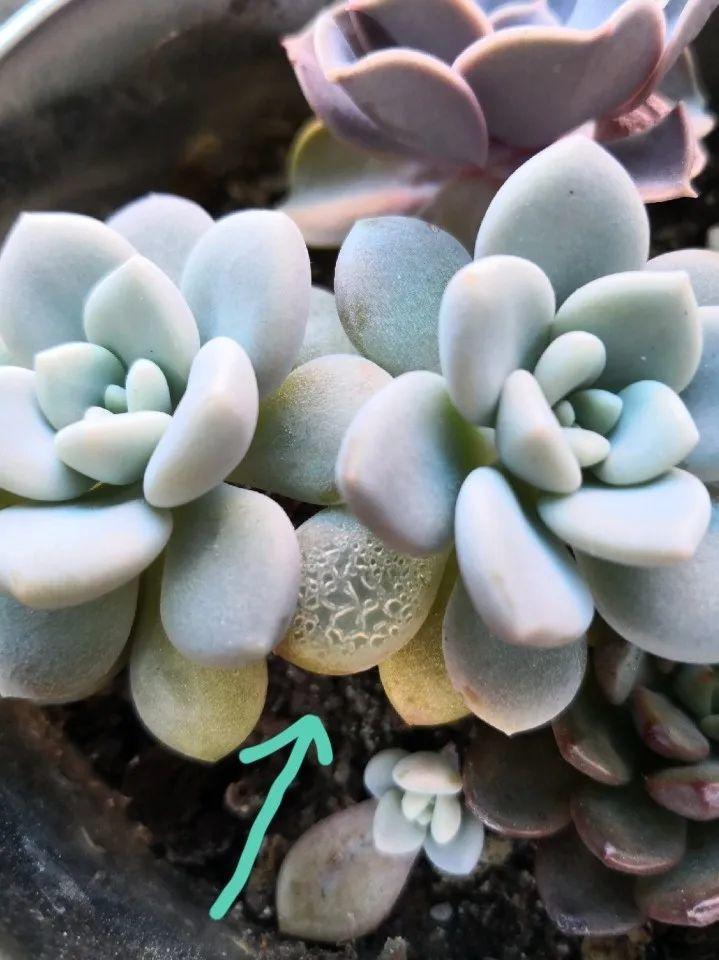 花叶子噗噗冒水珠,恭喜你,把花养灵了!
