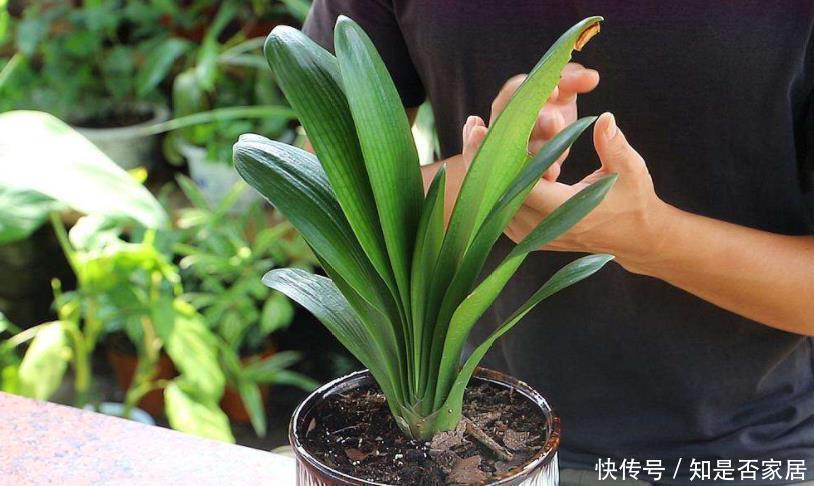 好土才能养好君子兰,3种“废物”搭配,不花一分钱,根系长满盆