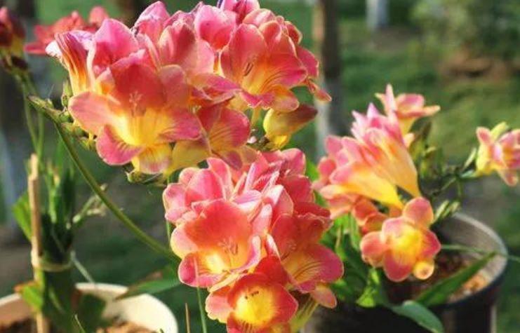 居家就养此款花卉,净化空气就靠它,吸甲醛、除异味,杀细菌!