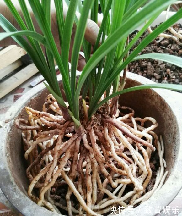 养兰花总是烂根黄叶盆底垫上常见生活垃圾,不烂根新芽冒不停