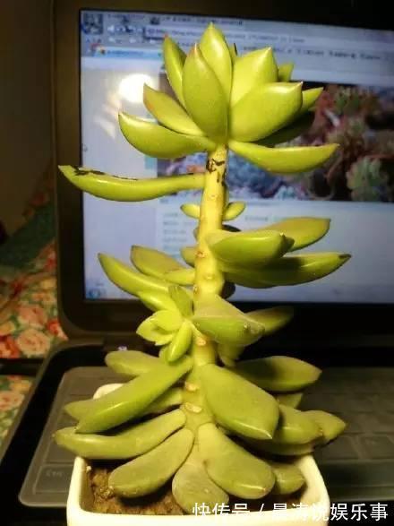 大和锦|多肉长残的照片,看一次笑一次,根治各种抑郁