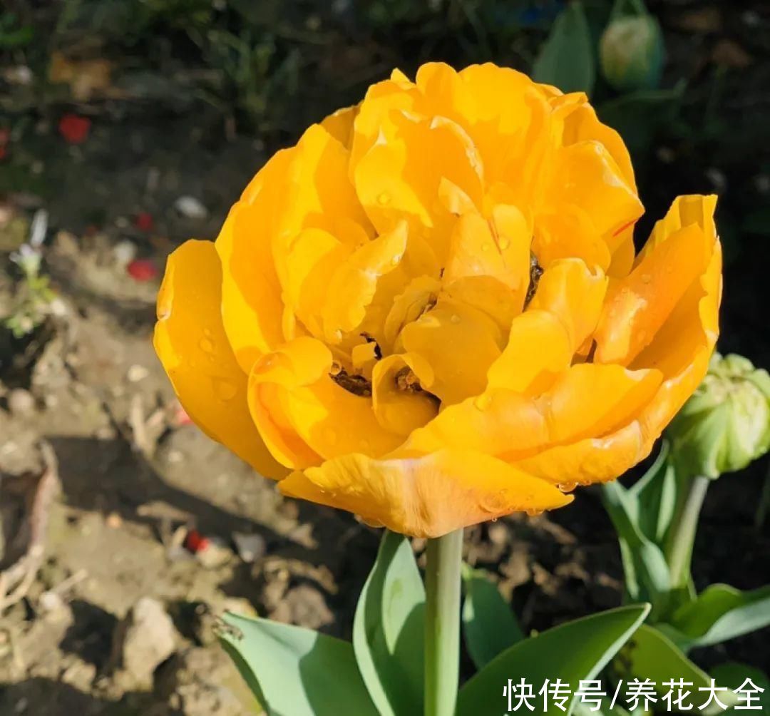 你养的花，暴露你的“性格缺点”，赶紧来测测