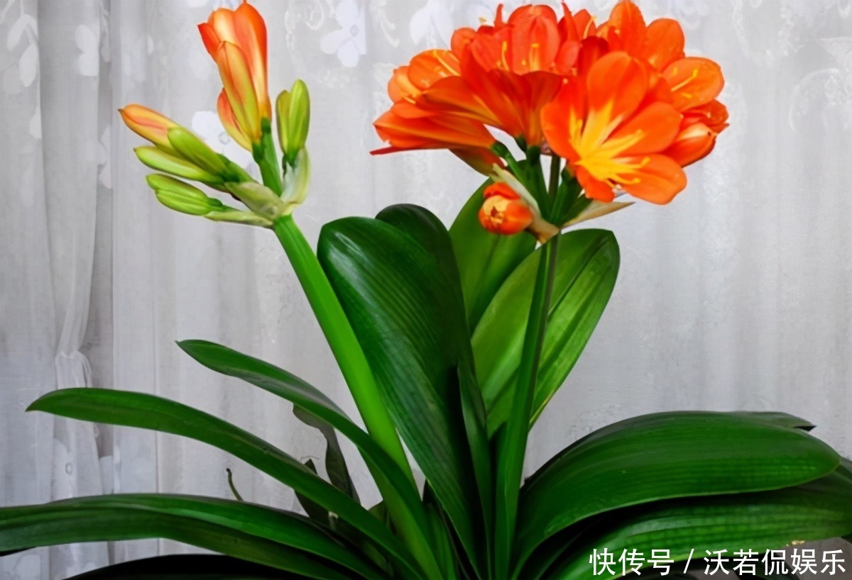 别郁闷,君子兰盆栽不开花了,满足4个条件,花开得停不下来