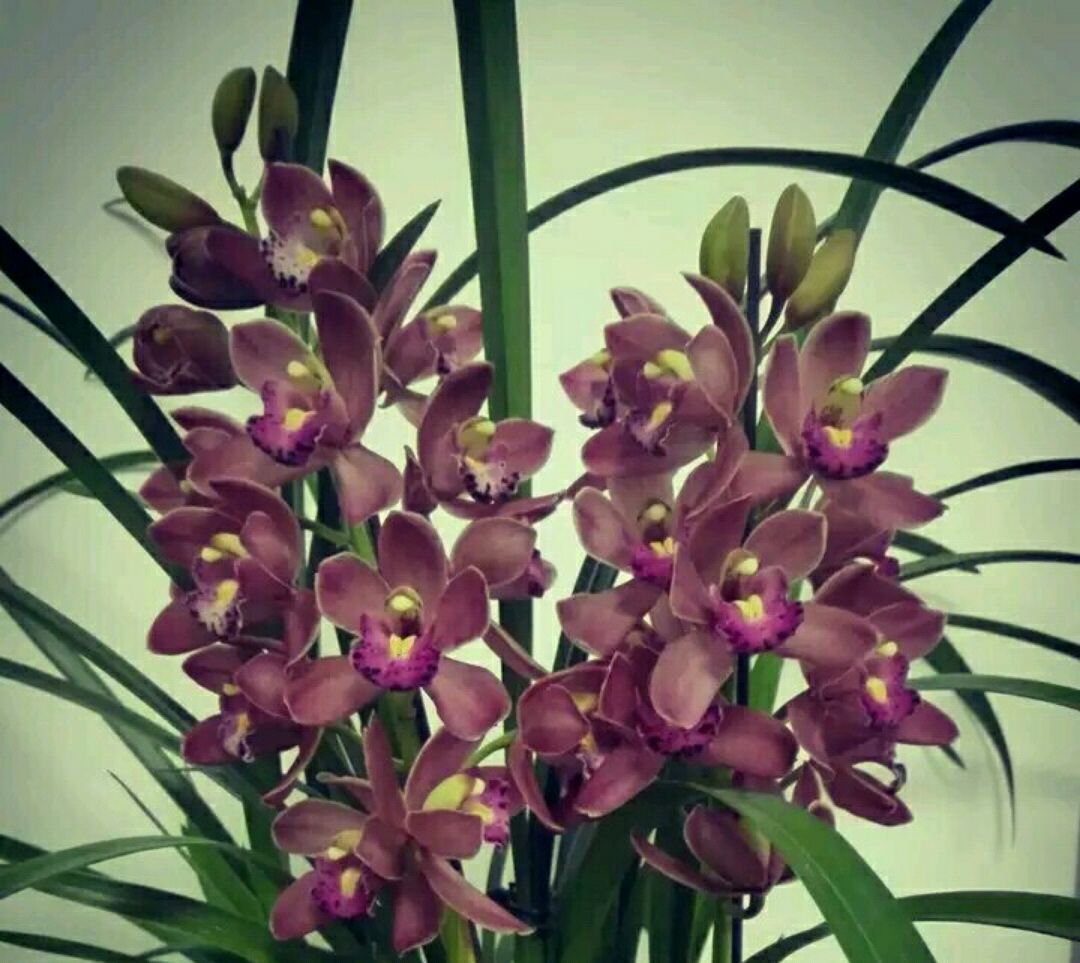 芦头|养大花蕙兰,选错花盆有风险,好多兰友易忽略,根系往外长