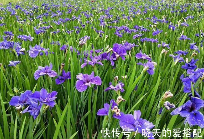 叶片|管不住手就养10种花，颜值高好养护，丢水里呼呼长满盆