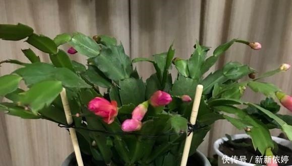 此种“溶液”浇蟹爪兰,7天“浇1次”,1盆冒出60个花苞!