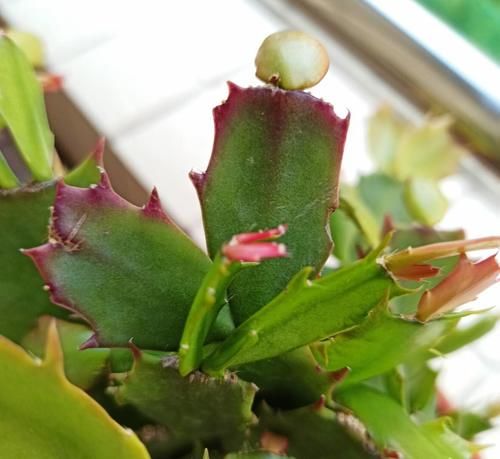 光照逐渐变强，5种花要及时换地方，别被晒伤了