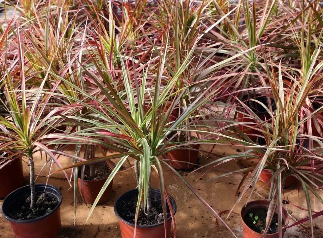 最全吸 “毒” 植物,赶紧搬回家!