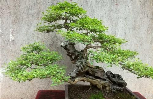 黄荆做盆景,掌握好几个细节,成活率高,观赏性强