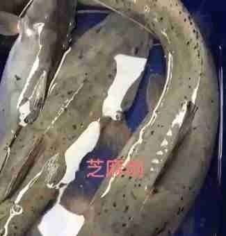 这种是我国最贵的淡水鱼品种之一,很多人即使钓到都舍不得吃