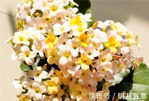 花期|长寿花不现苞？直接“放大招”，花苞直冒，开花不断大半年