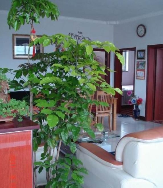 阳台上|“此树”是幸福的象征,还能开花结果、吸甲醛,回家赶快养一盆