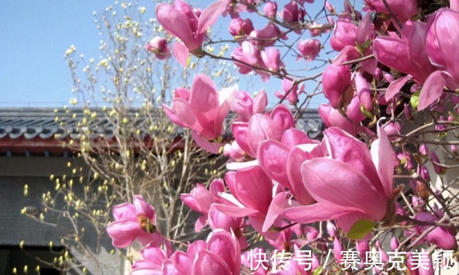 烂漫|想养花树没头绪?这三种花树,是公认的口碑好还“上档次”