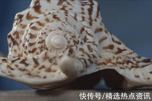 品种类#“珍稀海洋贝类展”展览开展啦 快来贵州地质博物馆打卡吧