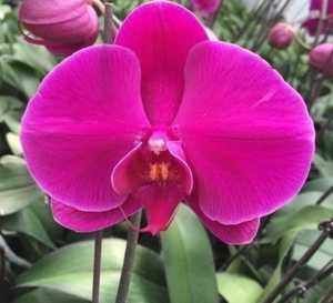 植料|阳台养殖兰花类花卉要特别注意四个最为关键的问题